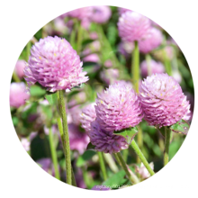 Top quality summer flower pink Gomphrena globosa seeds of amaranth